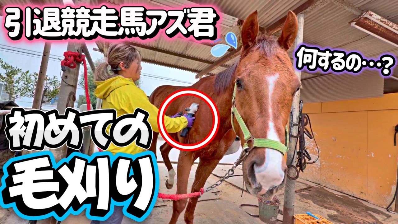 競走馬を引退して半年のアズ君が初めての毛刈りに挑戦するようです。【ツルマルボーイ様のシモベ】