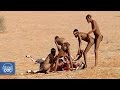 Full Documentary: Hunters and Predators of the Planet