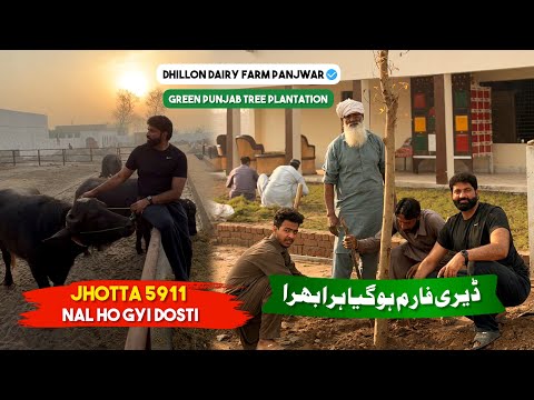 Shade Trees | 5911 Nal Hoi Dosti | Dhillon Dairy Farm Hoya Green | Tree Plantation 