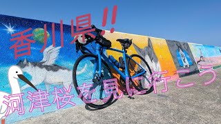 河津桜ロードへサイクリング