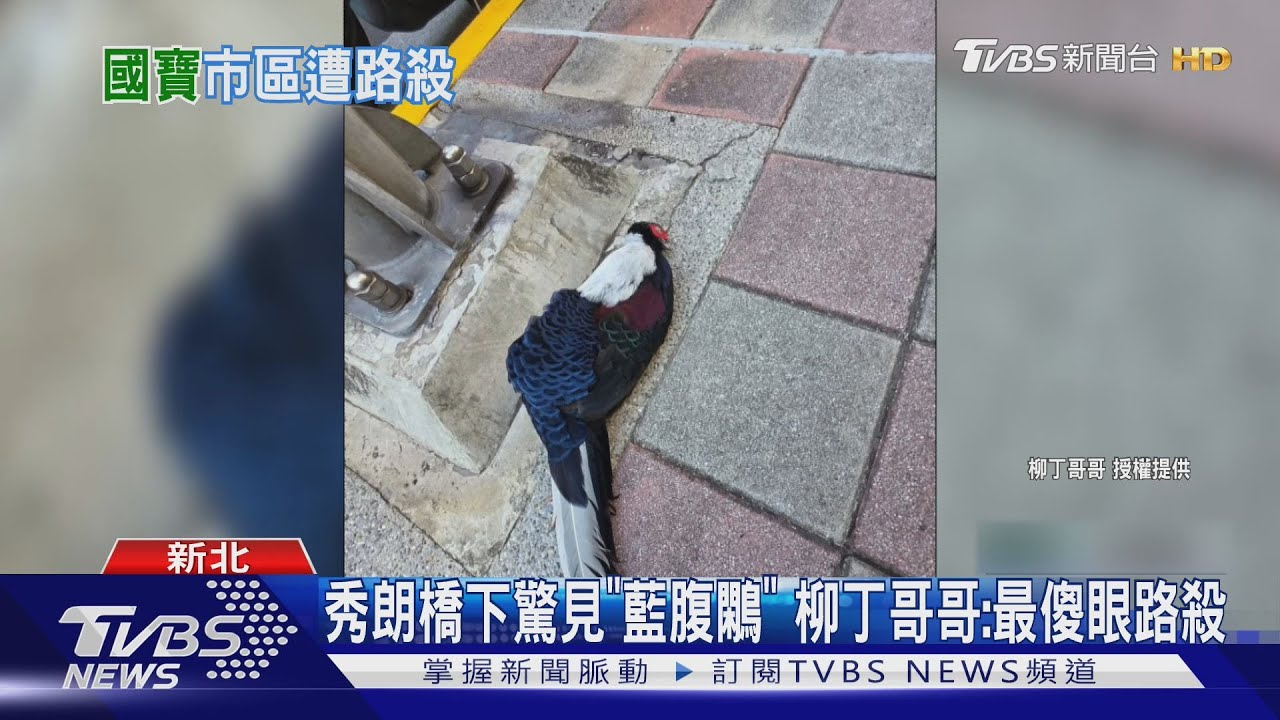 中和秀朗橋旁驚見保育類「藍腹鷴」 柳丁哥哥:遇過最傻眼路殺