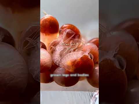 حلم المليون استاكوزا انتهى بواحد بس!🦞💔