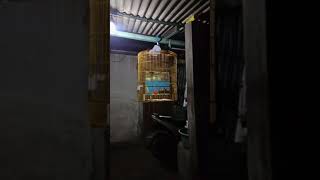 Download lagu Kretekan keras murai batu mudah hutan mp3