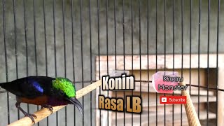 Download lagu Masteran Konin isian Lovebird mp3