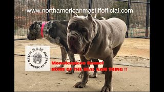 How To Assist with a Natural Mating/ North American Mastiffs