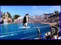 Killer Whale Show 4K UHD Orca Encounter Full Show SeaWorld San Diego