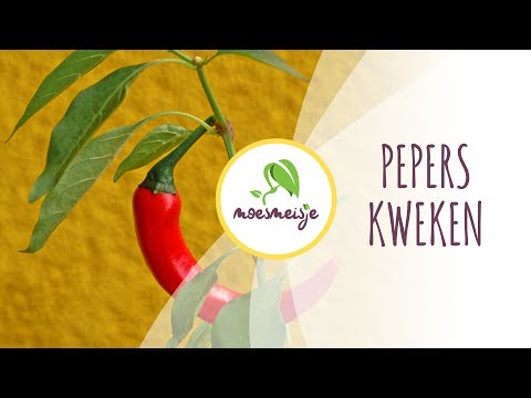 , title : 'Pepers kweken | Pepers zaaien | Pepers kweken in pot'