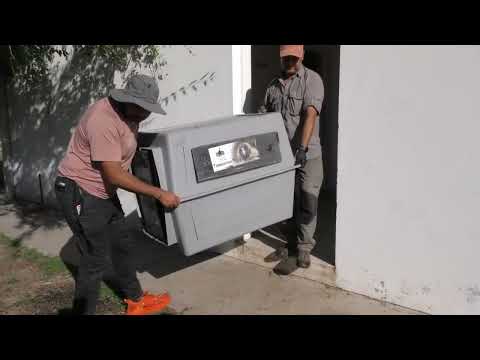 Le realizaron estudios médicos al cóndor andino encontrado en San Lorenzo