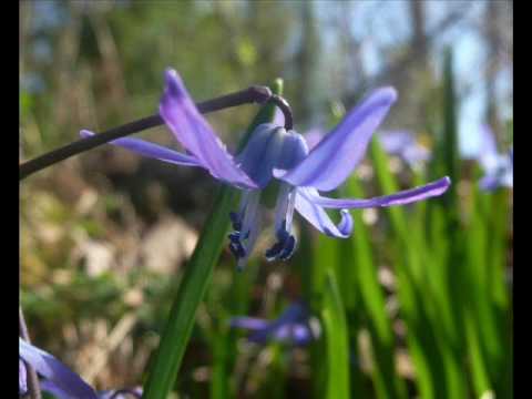 Sarek nu grönskar det lyrics