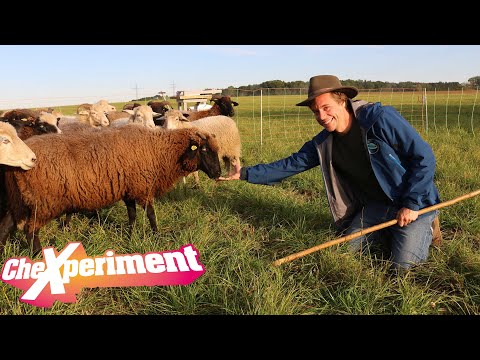 Ausgebrochene Schafe einfangen?! | CheXperiment mit Checker Tobi | Die Entdeckershow