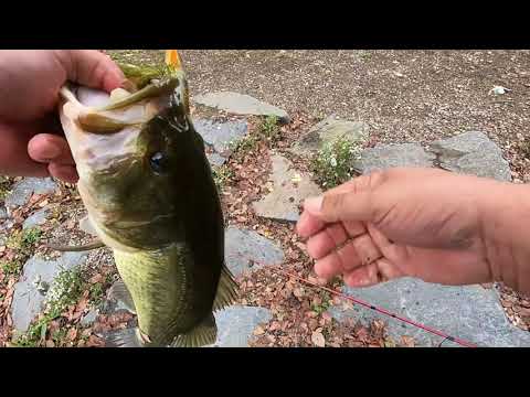Top Water Bass Fishing Boston Massachusetts' Jamaica Pond