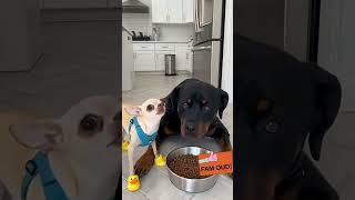 Ik Kon Mijn Lach Niet Inhouden! 😂 | I Couldn’t Stop Laughing! 🐶 funny dogs!