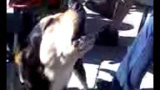 Brodie&#39;s Singing Debut