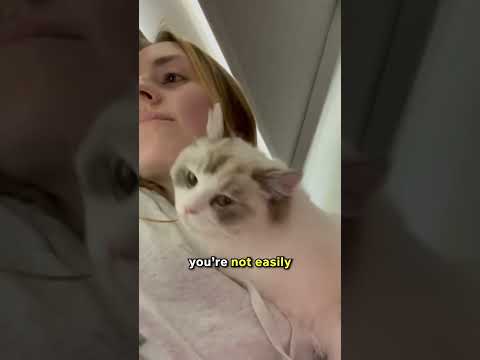 How to win a clingy cat #tutorial