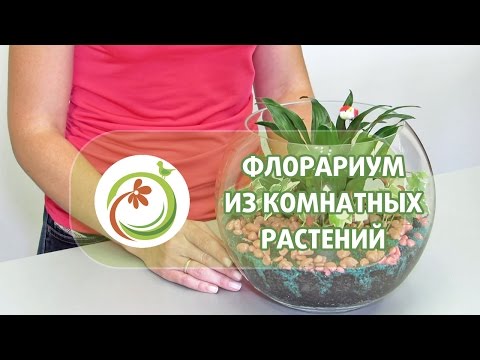 Как сделать "Флорариум" из комнатных растений. Мастер класс практической флористики.