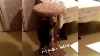 Любимая и очень удобная когтеточка