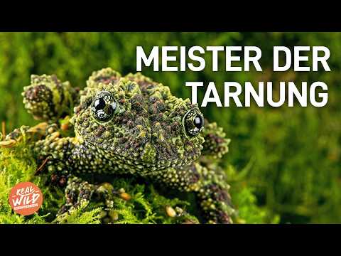 XL Doku: Die besten Tarnungen im gesamten Tierreich! So täuschen sie alle!