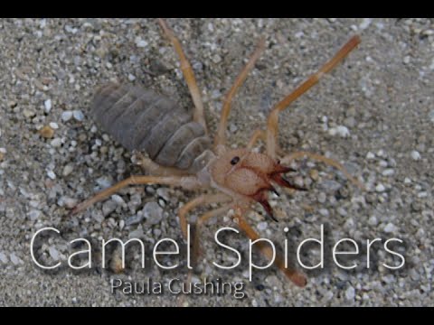 Solifúga (pavúk ťava) (Galeodes sp.) — terárium, kŕmenie a správanie