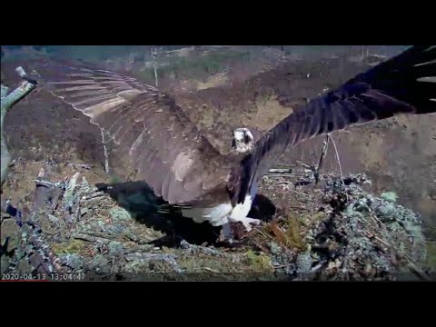 Slo-mo: Louis the Loch Arkaig Osprey chases an intruder Osprey 13 Apr 2020