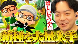 【ボド森#23】図鑑を埋めるため新種を大量捕獲するボドカ【あつまれ どうぶつの森】