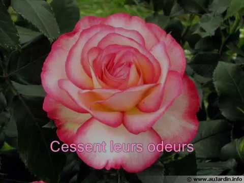 Je t'aimerai  Jonas MERCIER