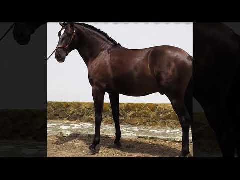 3 year old Lusitano stallion