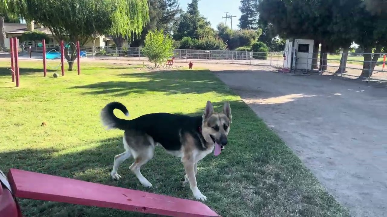 Enlarge Diesel, a Adoptable German Shepherd Dog in Manteca, CA video 5/6