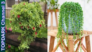 10 Hermosas  suculentas colgantes