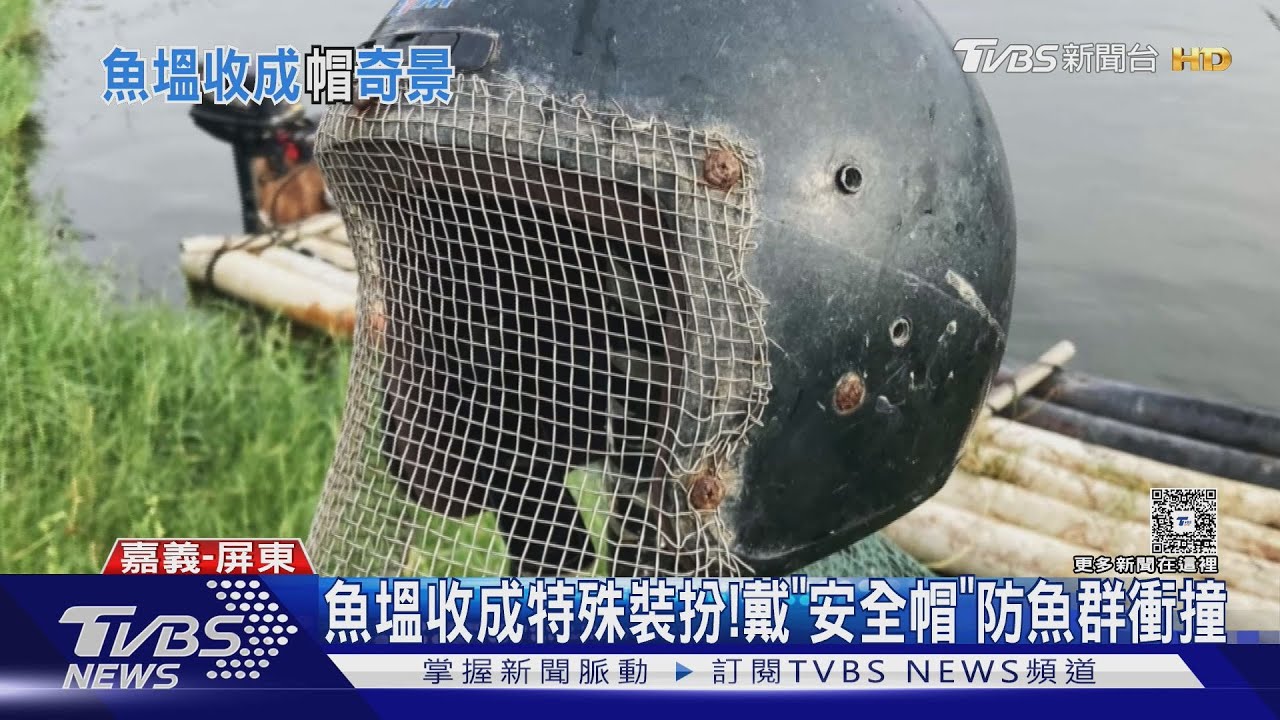 嘉義魚塭乘船也戴「安全帽」！收成季防魚群衝撞