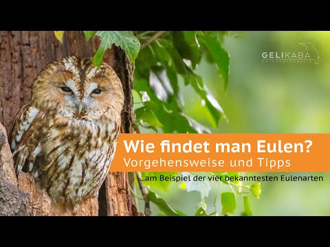 Wie findet man Eulen? Vorgehensweise und Tipps...am Beispiel der vier bekanntesten Eulenarten
