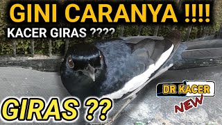 Download lagu TETAP GIRAS?? RAWATAN SUDAH DI BOLAK BALIK TETAP KACER GIRAS ? DR KACER TERBARU mp3