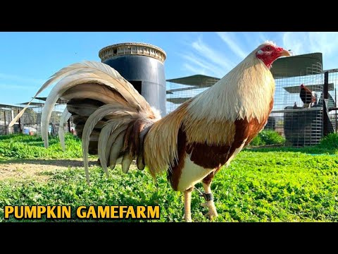 Beautiful Pumpkin - PUMPKIN FARM - Frank Brizuela