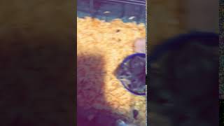 Winter White Russian Dwarf Hamster Rodents Videos