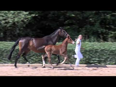 HF v. Van Gogh - Levisto