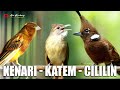 MASTERAN KENARI CILILIN KAPAS TEMBAK