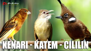 Download lagu MASTERAN KENARI - CILILIN - KAPAS TEMBAK mp3