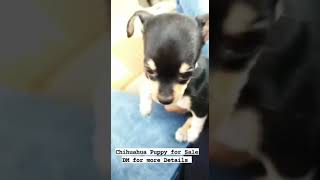 Chihuahua Puppies Videos