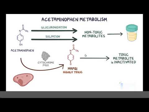 Acetaminophen Paracetamol (Pharmacology)
