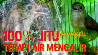 Download lagu 100% Jitu //Suara FLAMBOYAN GACOR Paling Ampuh MASTERAN DAN PANCINGAN //Terapi Air Mengalir Burung mp3