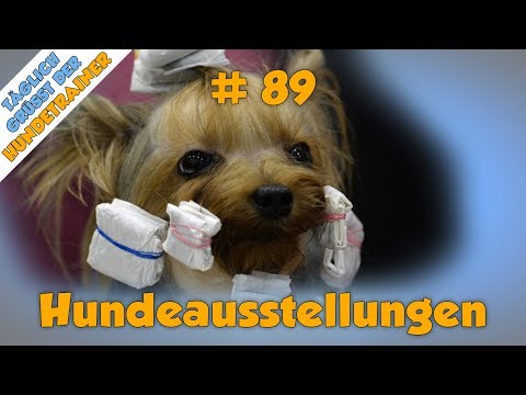 TGH 89 : Rasse- / Hundeausstellungen - Hundeschule Stadtfelle