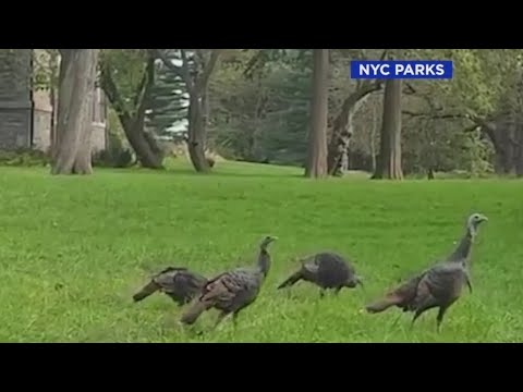 Watch wild turkeys roam the grounds in the Bronx