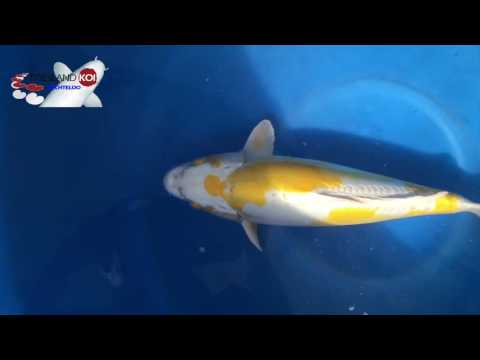 Frieslandkoi - Yamazaki HQ Doitsu Hariwake and Karashigoi