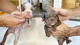 Giving My Blind French Bulldog Rescue Puppies Their First Bath!