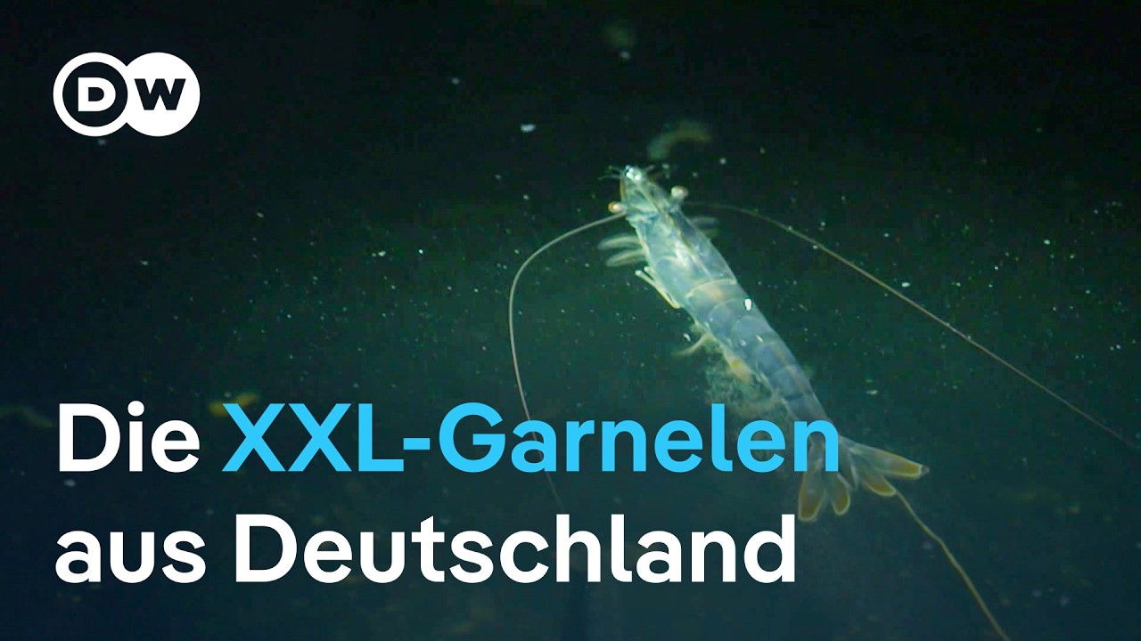 Haben Riesengarnelen aus deutscher Zucht eine Chance?