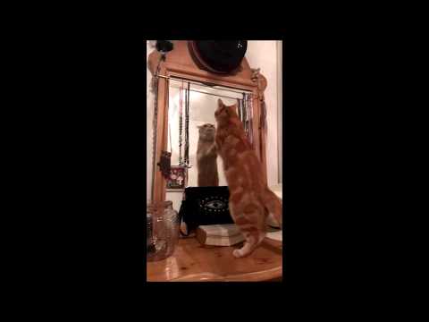 YouTube video about: Why does my cat scratch mirrors?