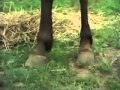 Sesame Street Look A Little Closer Horse