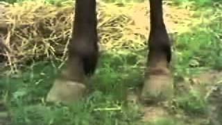 Sesame Street - &quot;Look a Little Closer&quot; (horse)