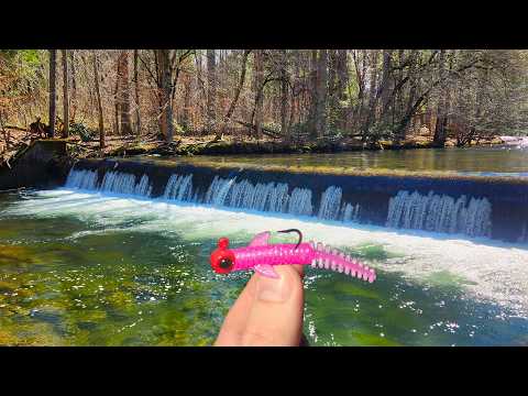 I Found the MOTHER LOAD of BIG Fish in This Creek!!