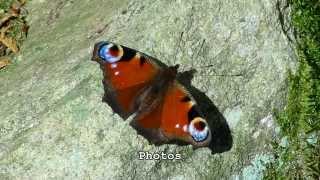 preview picture of video 'Peacock Butterfly. 22160  La Croix Tasset, Côtes d'Armor, Brittany, France 23rd October 2013'