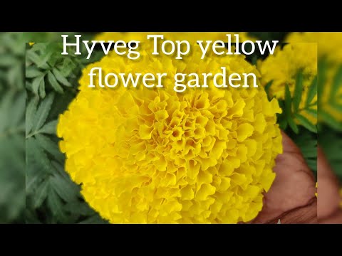 Hyveg natural tall yellow marigold plant, for party decorati...